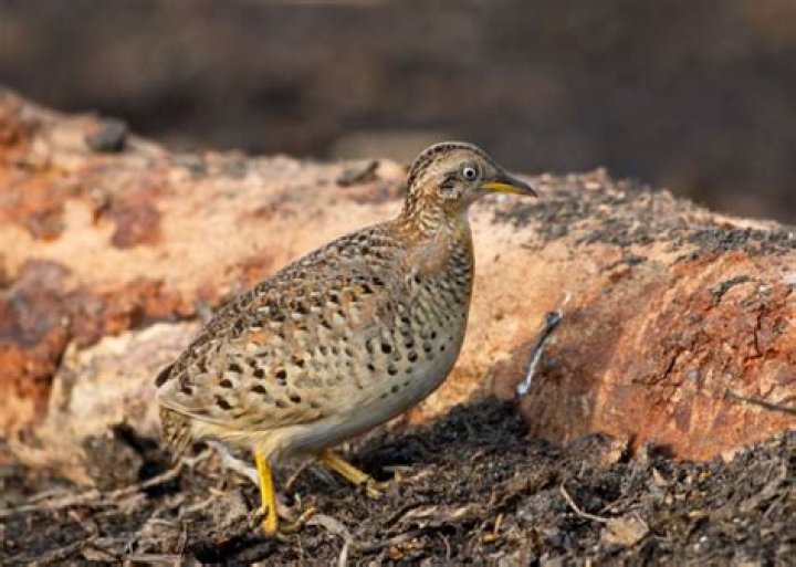 What are button quail used for?