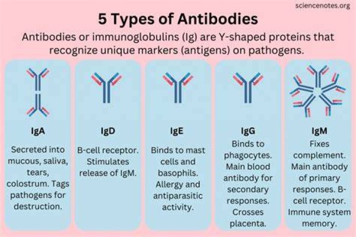 What are IgG4 antibodies?