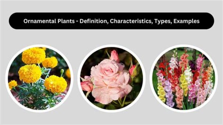 What are some career examples of ornamental horticulture?