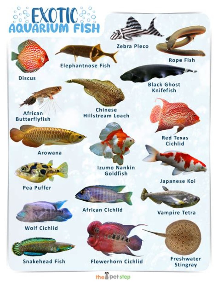 What are some exotic fish?