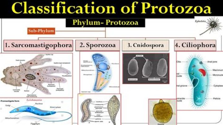 What are the 4 main types of protozoa?