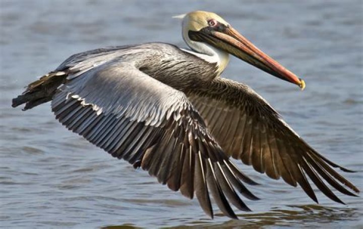 What are the birds on the beach called?