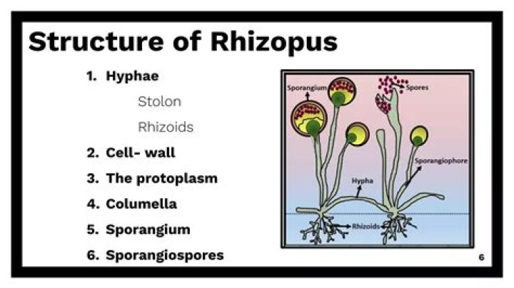 What are the characteristics of Rhizopoda?