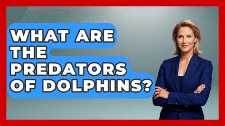 What are the predators of dolphins?