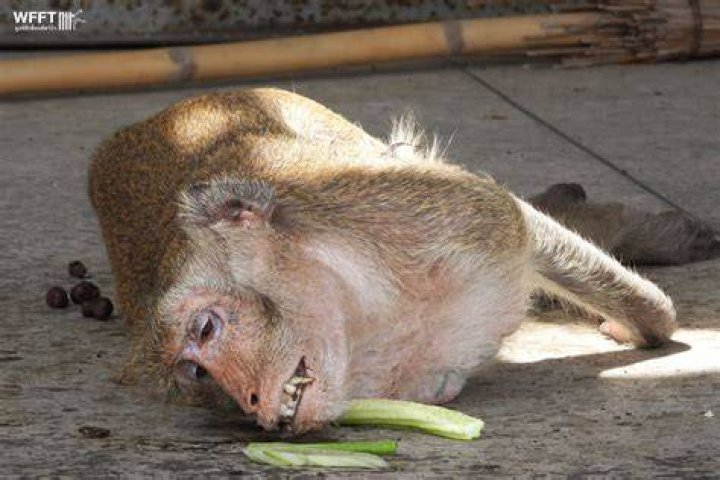 What are the problems faced by animals?