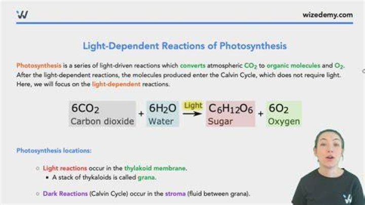 What are the products of the light reactions quizlet?