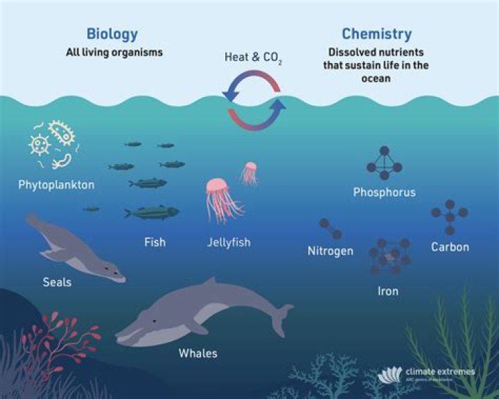 What are the three major saltwater biomes?