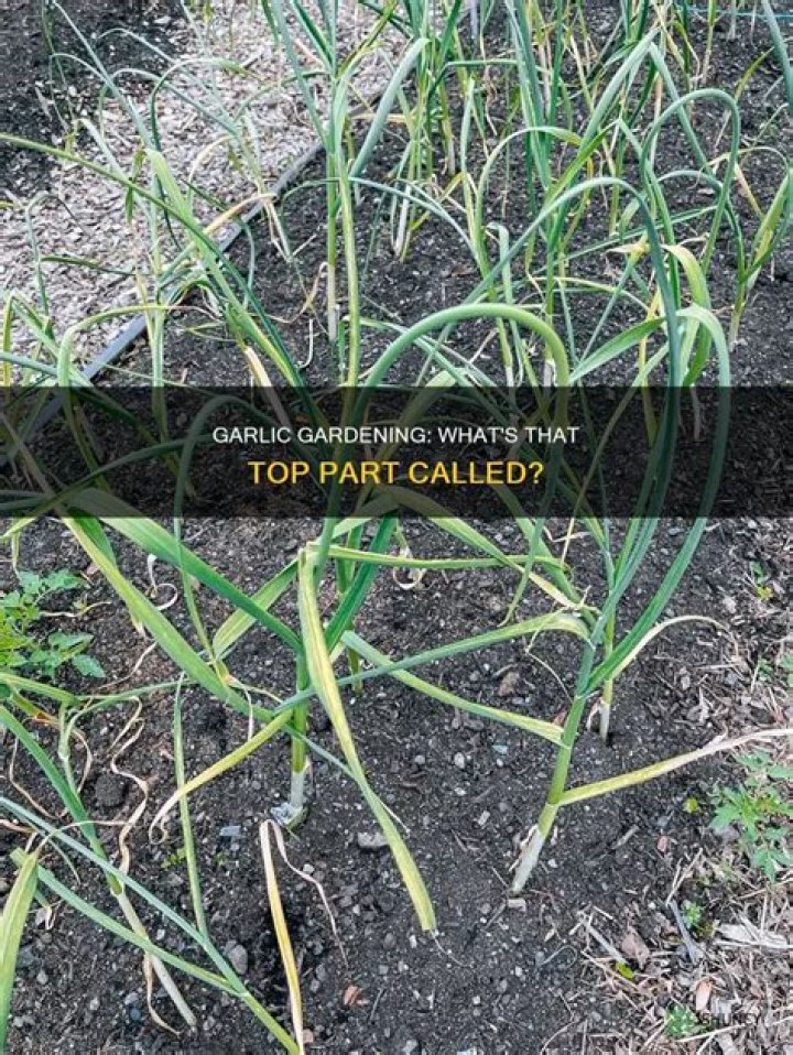 What are the tops of garlic plants called?