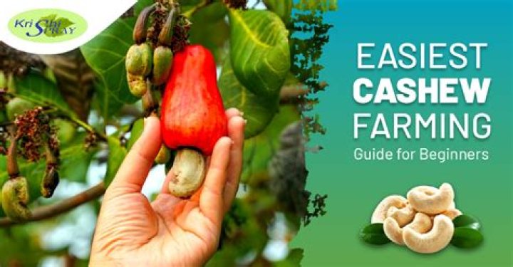 What are the uses of cashew nut?