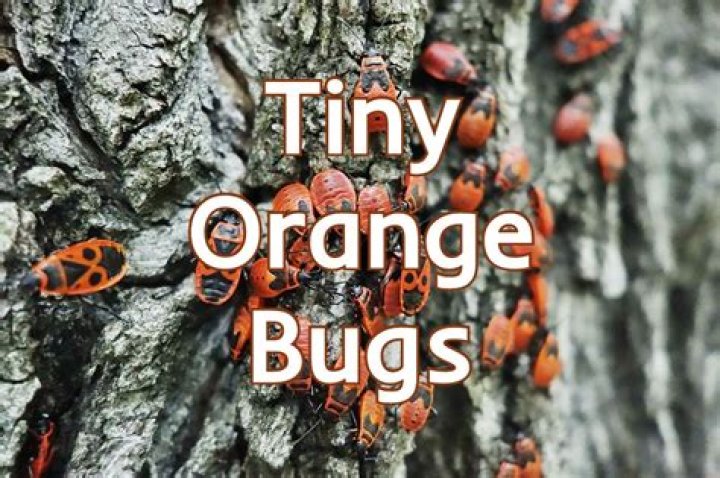 What are these little orange bugs?