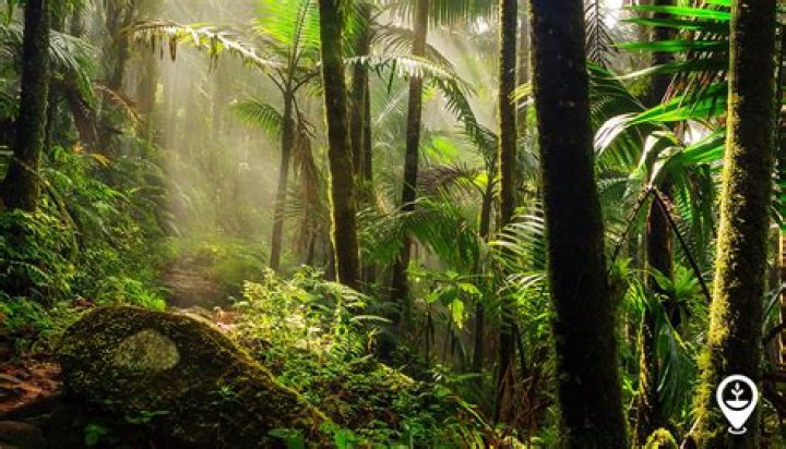 What are threats to rainforests?