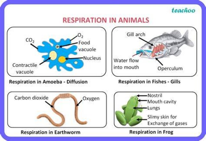 What are three organisms that use anaerobic respiration?