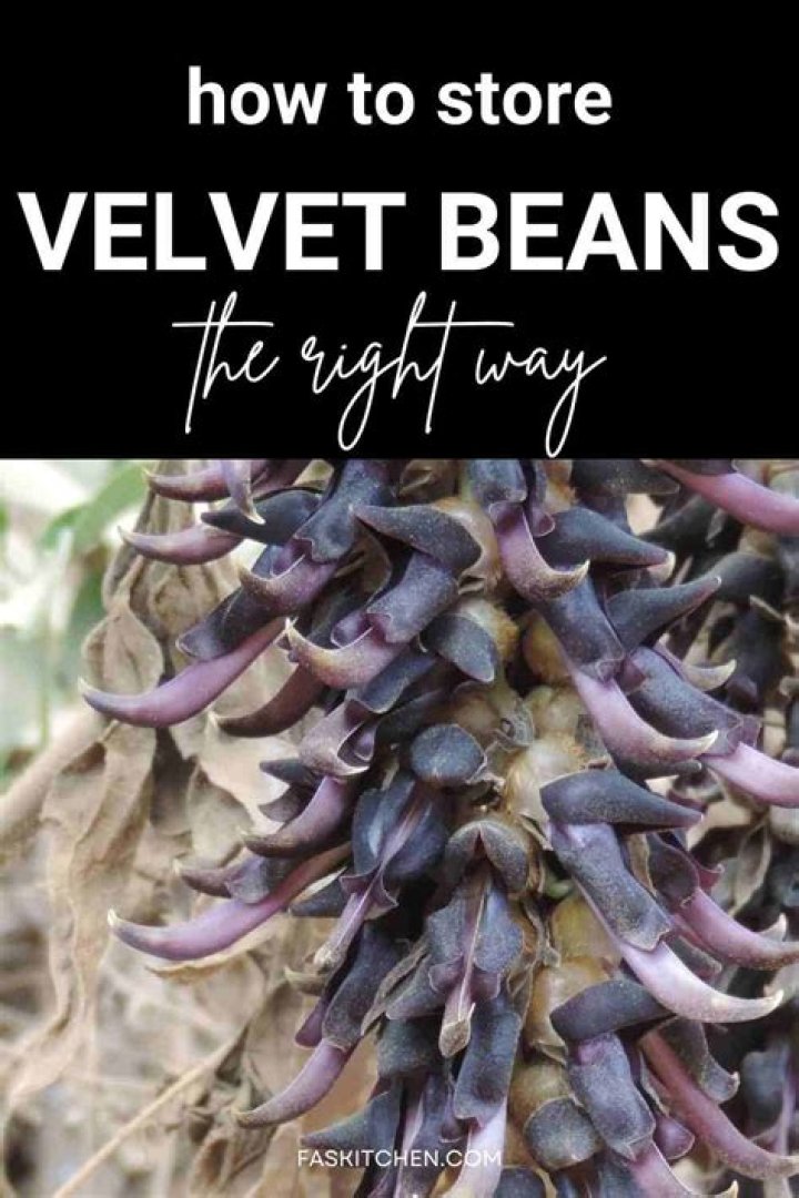What are velvet beans called in India?
