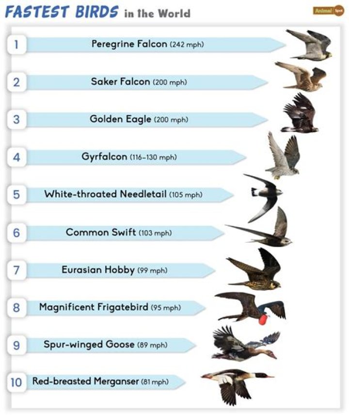 What bird is PORG based on?