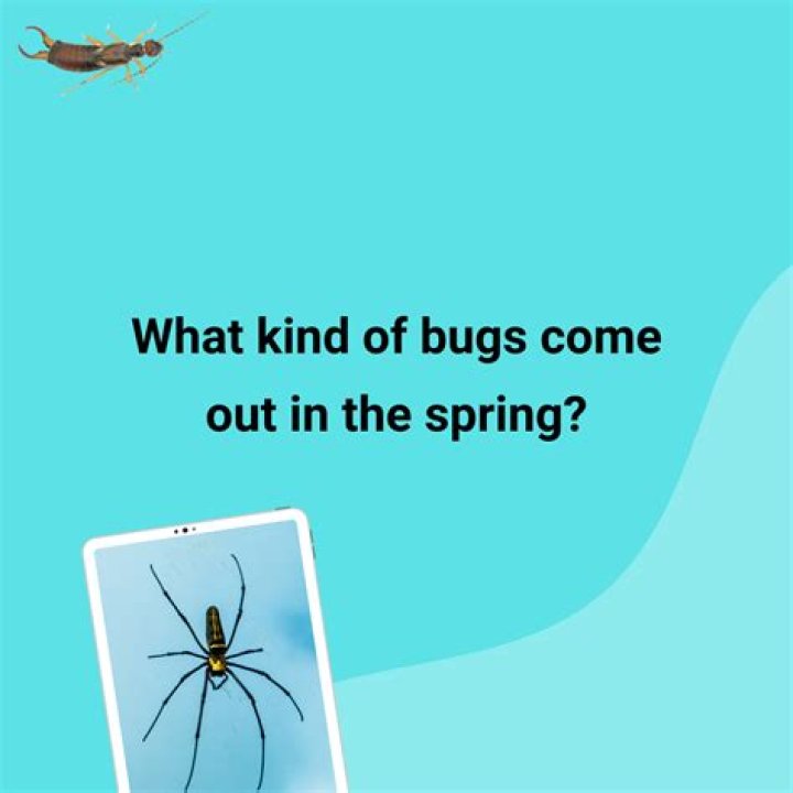 What bugs come out in the spring?