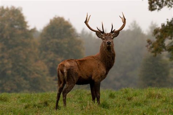What can you feed wild deer UK?