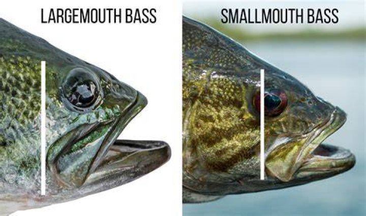 What class is a largemouth bass in?