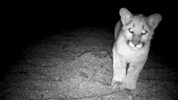 What color do bears eyes reflect?