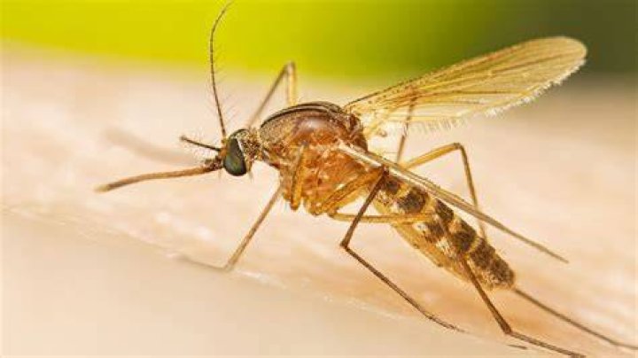What disease does female Aedes mosquito spread?
