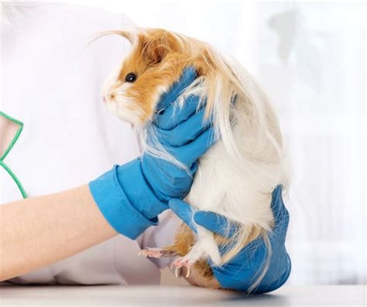 What diseases can guinea pigs give humans?