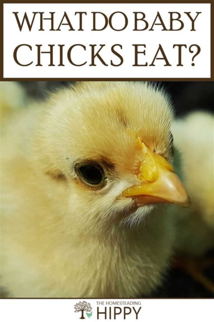 What do baby chicken snakes eat?