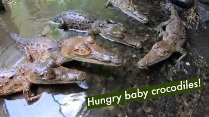 What do baby crocodiles eat?