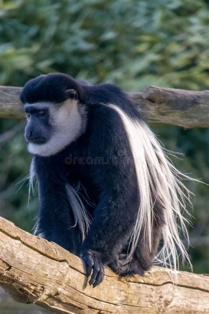 What do black and white colobus monkeys eat?