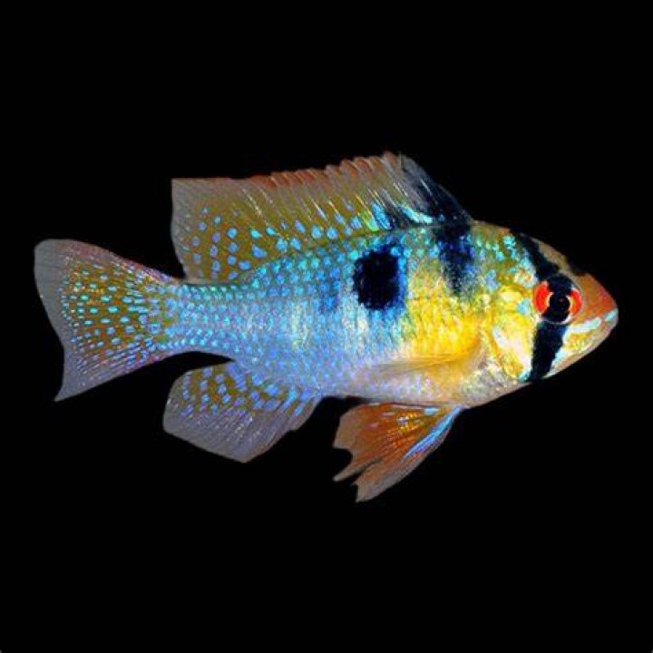 What do Bolivian Ram cichlids eat?