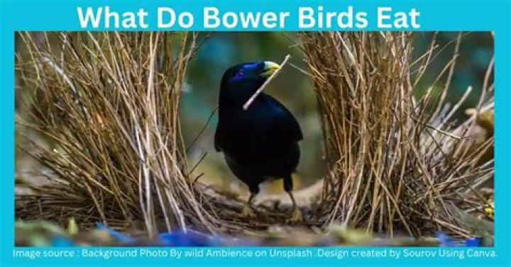 What do bower birds eat?