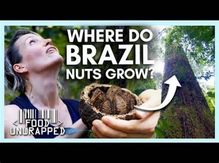 What do Brazil nut trees look like?