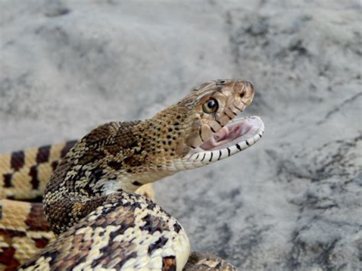 What do bull snakes look like?