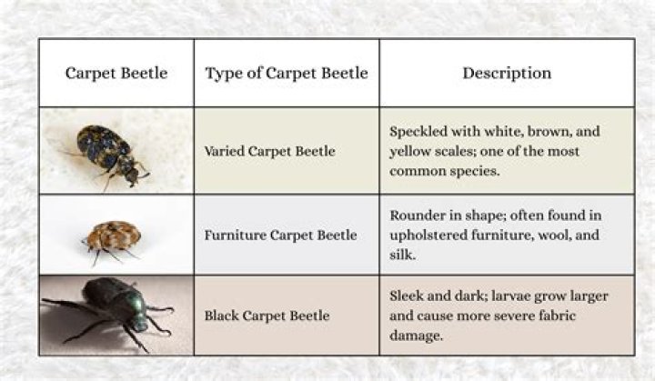 What do carrion beetles do?