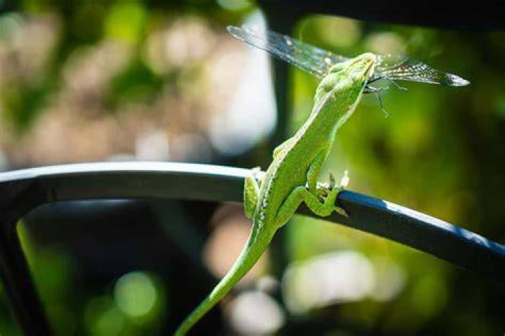 What do Cuban brown anoles eat?