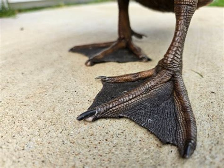 What do ducks feet look like?