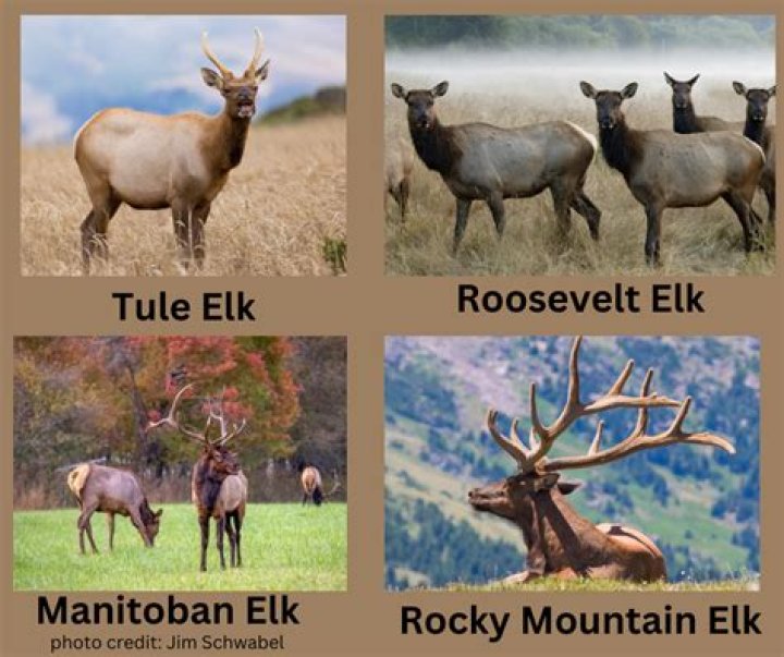 What do female elk look like?