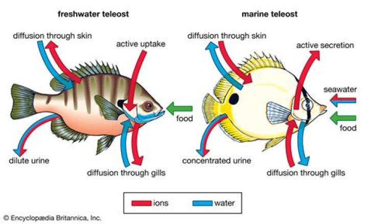 What do fish use a swim bladder for?