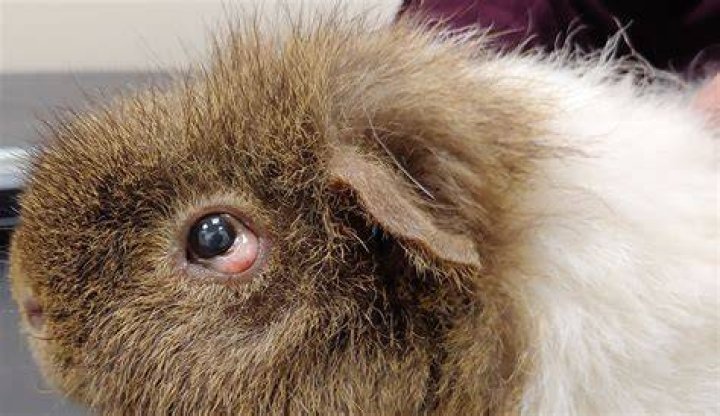 What do I do if my guinea pig has an eye infection?