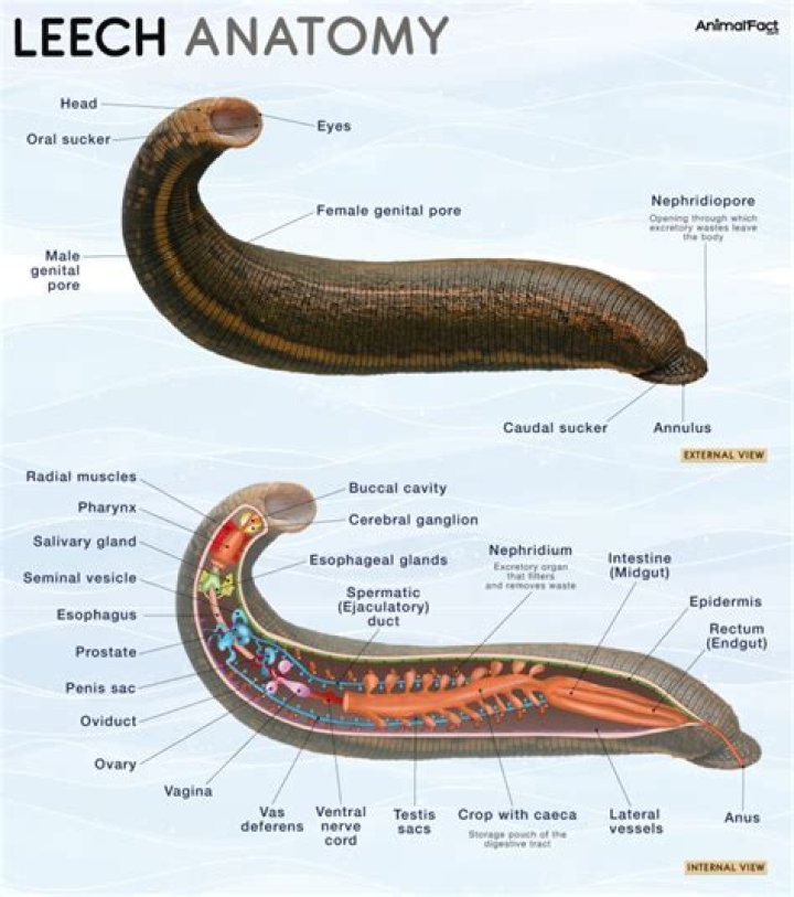 What do leeches do to your skin?