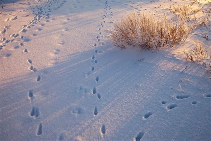 What do marten tracks look like?