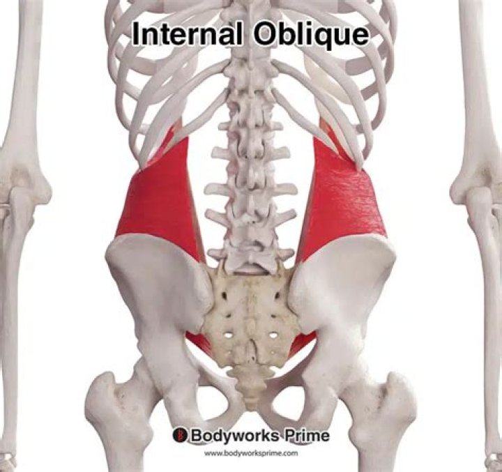 What do oblique muscles do?