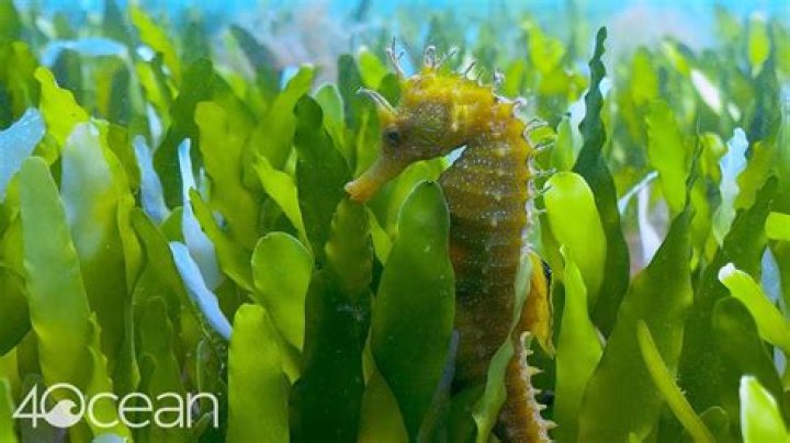 What do seahorses do for the environment?
