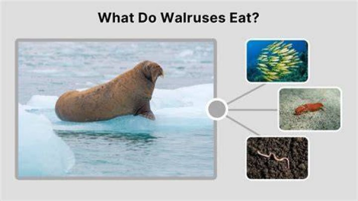 What do walruses do underwater?