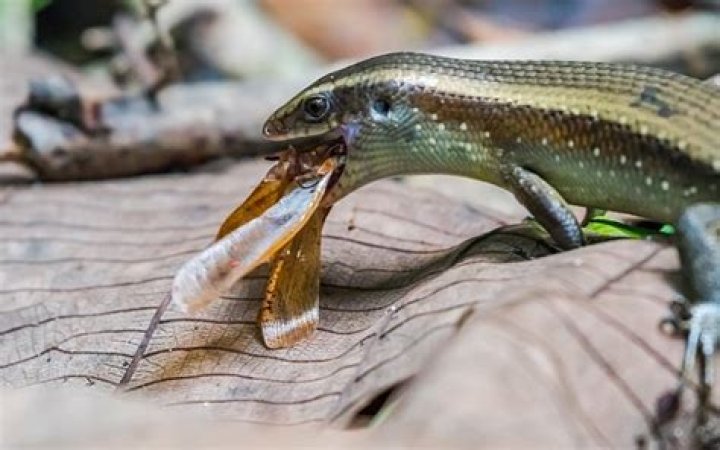 What do wild skinks eat?