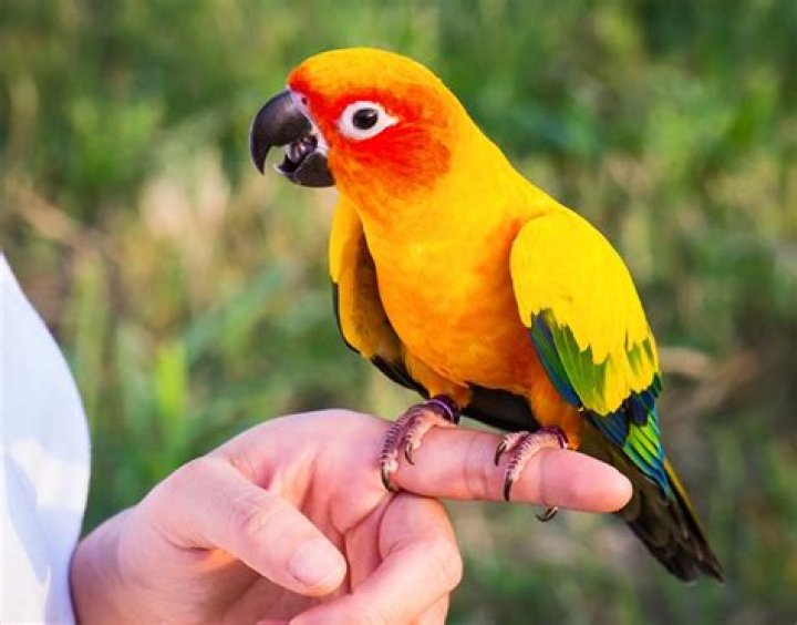What do you buy a bird lover?