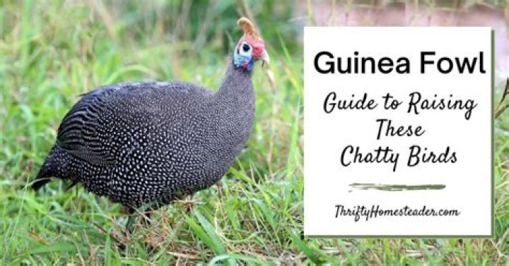 What do you call a female guinea fowl?