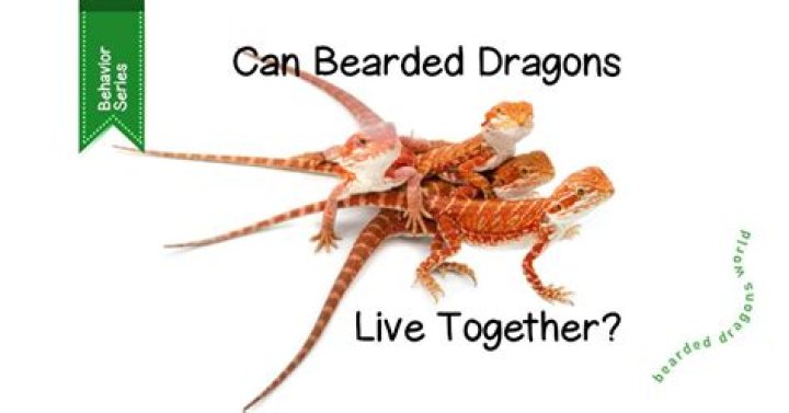 What do you do with an unwanted bearded dragon?