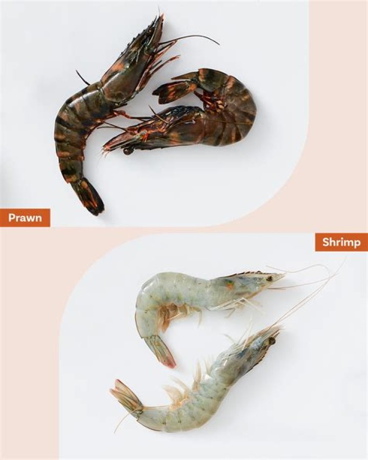 What do you feed freshwater prawns?