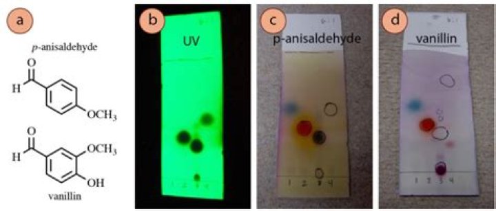 What does Anisaldehyde stain?