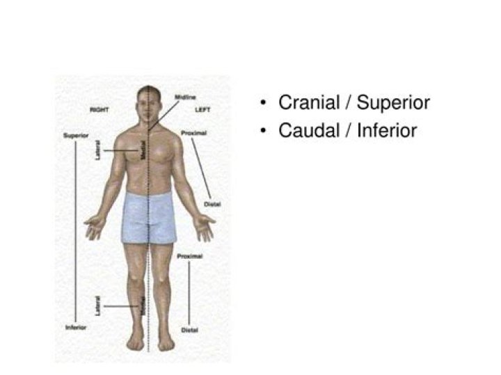 What does caudal mean in medical terms?