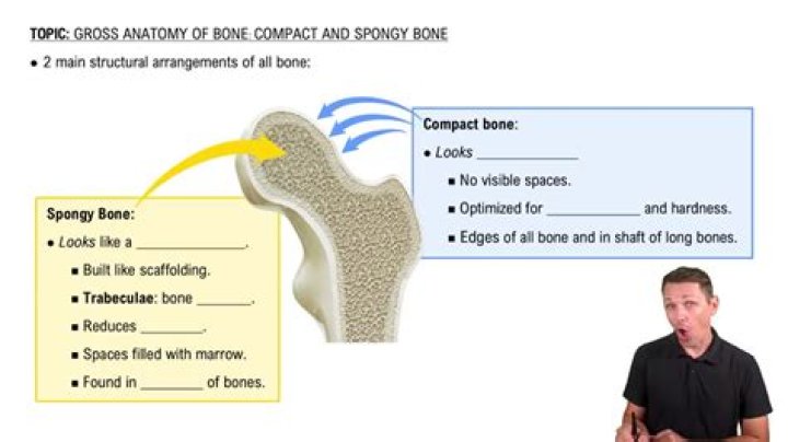 What does compact bone produce?